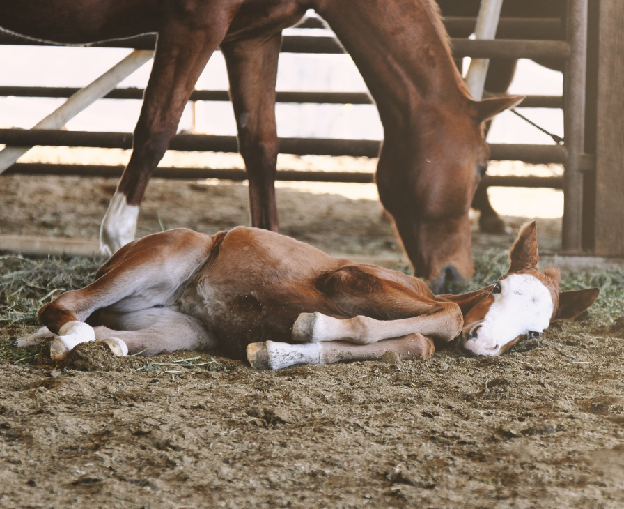 barn babe equestrian 